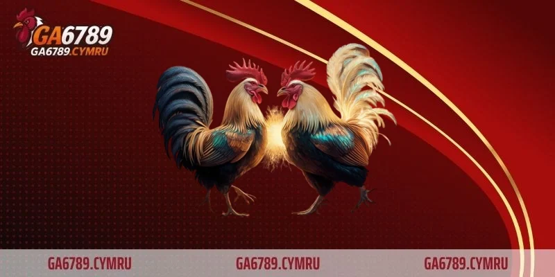 Cách băng cựa gà đá chuẩn xác giúp chiến kê ra đòn hiệu quả