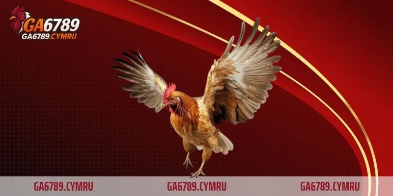 Đá gà là gì và nguồn gốc hình thành