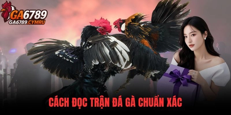 Cách Đọc Trận Đá Gà Chuẩn Xác Dành Cho Người Mới Và Kê Thủ Lâu Năm